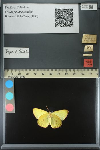 Media type: image;   Entomology 191980